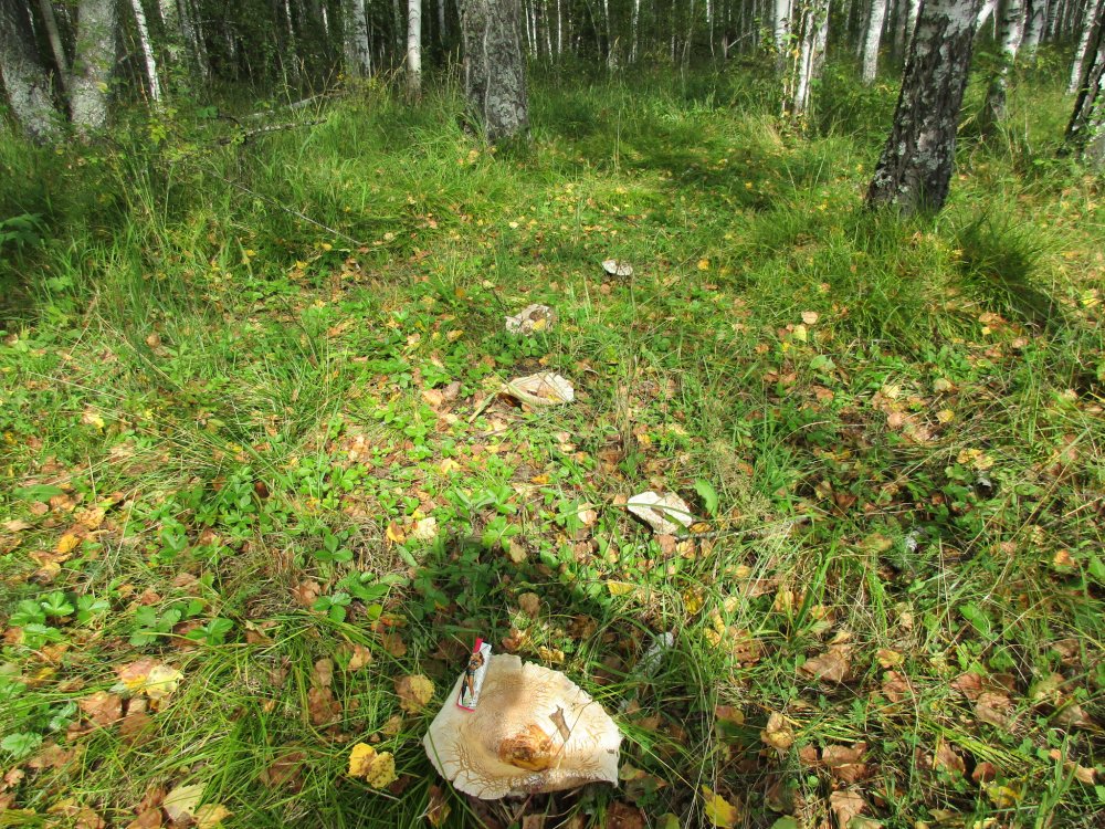 IMG_7485.JPG