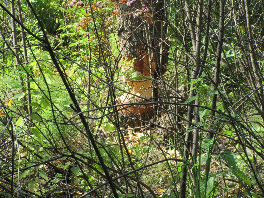 IMG_7495.JPG