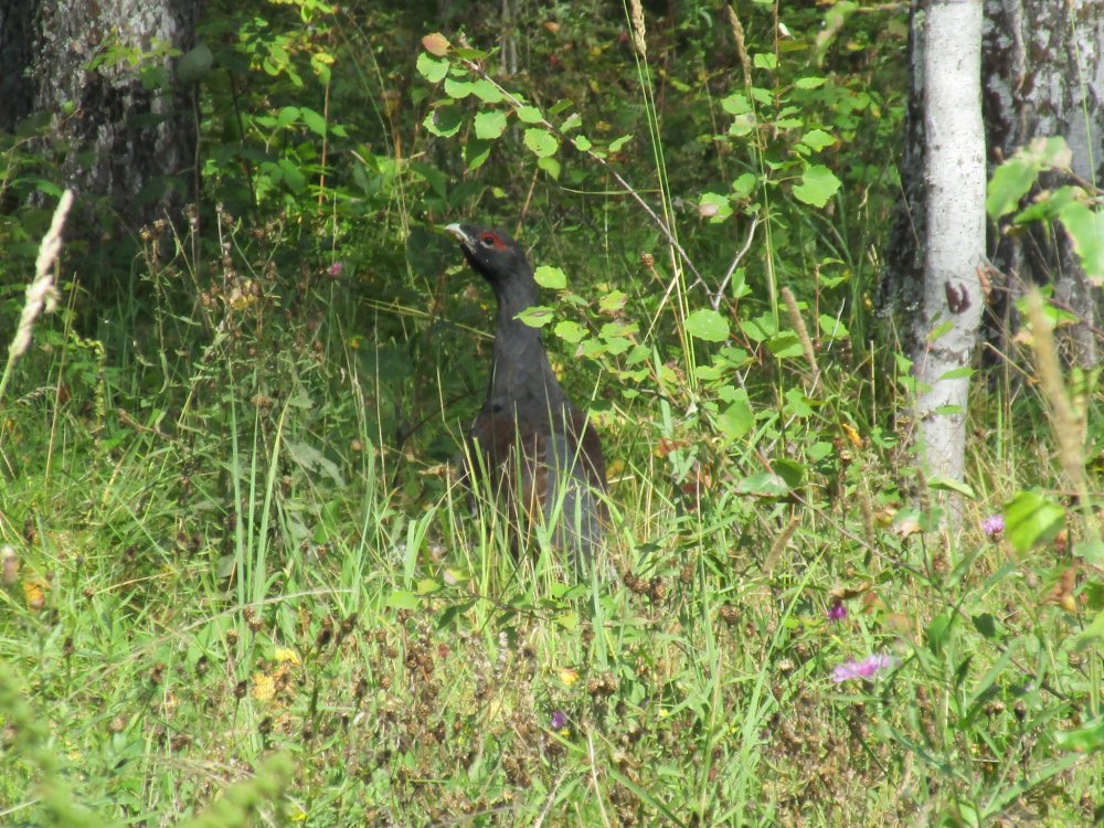 IMG_7496.JPG