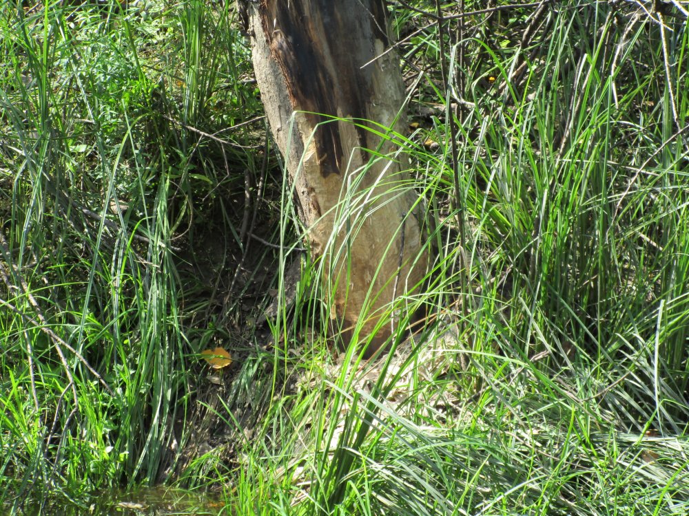 IMG_7510.JPG