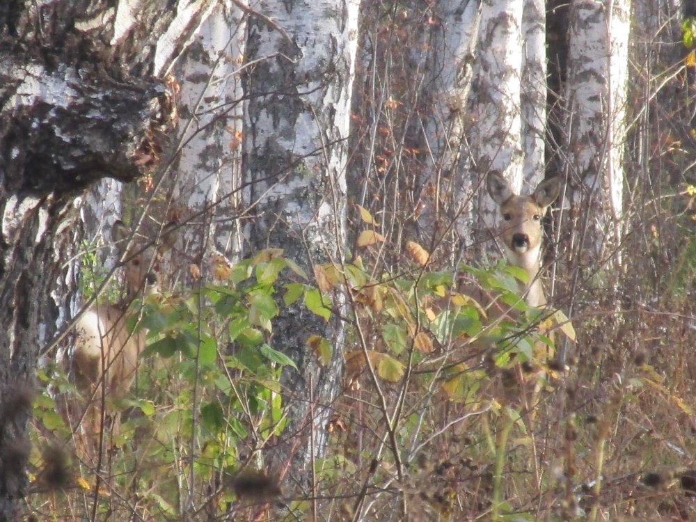 IMG_8009.JPG