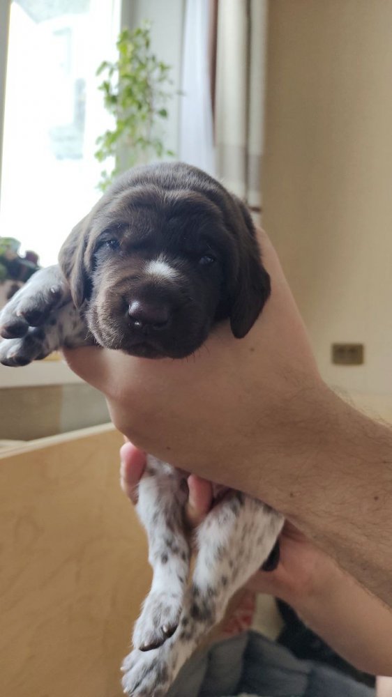 Кобель Оранжевая лента 2.jpg