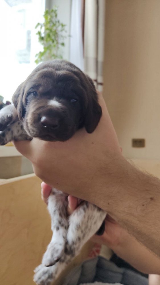 Кобель Оранжевая лента 1.jpg