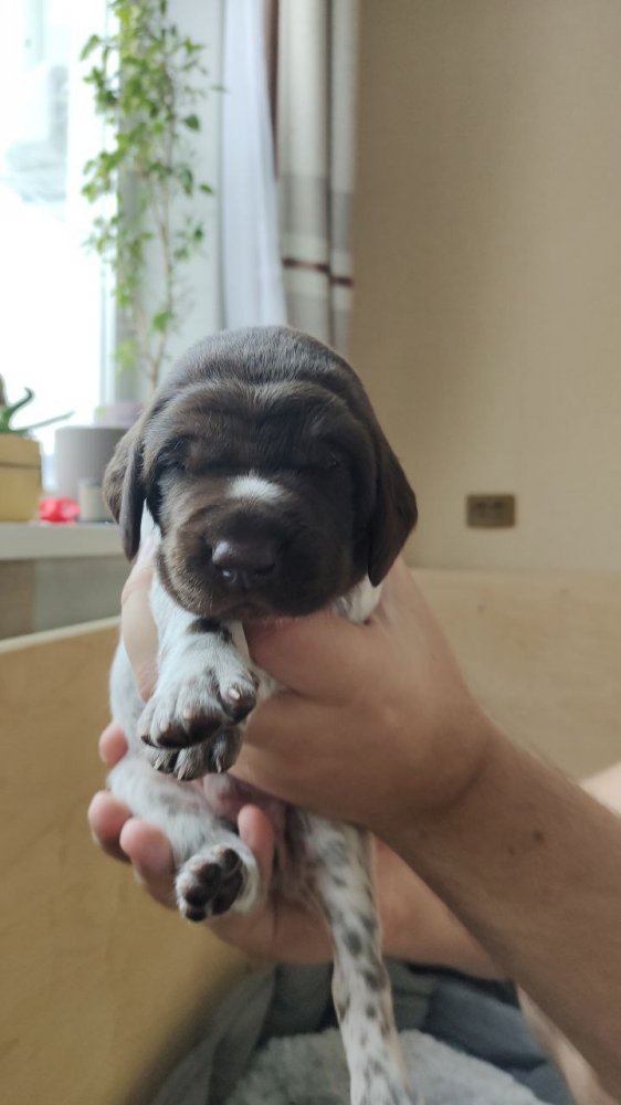 Кобель Оранжевая лента 5.jpg