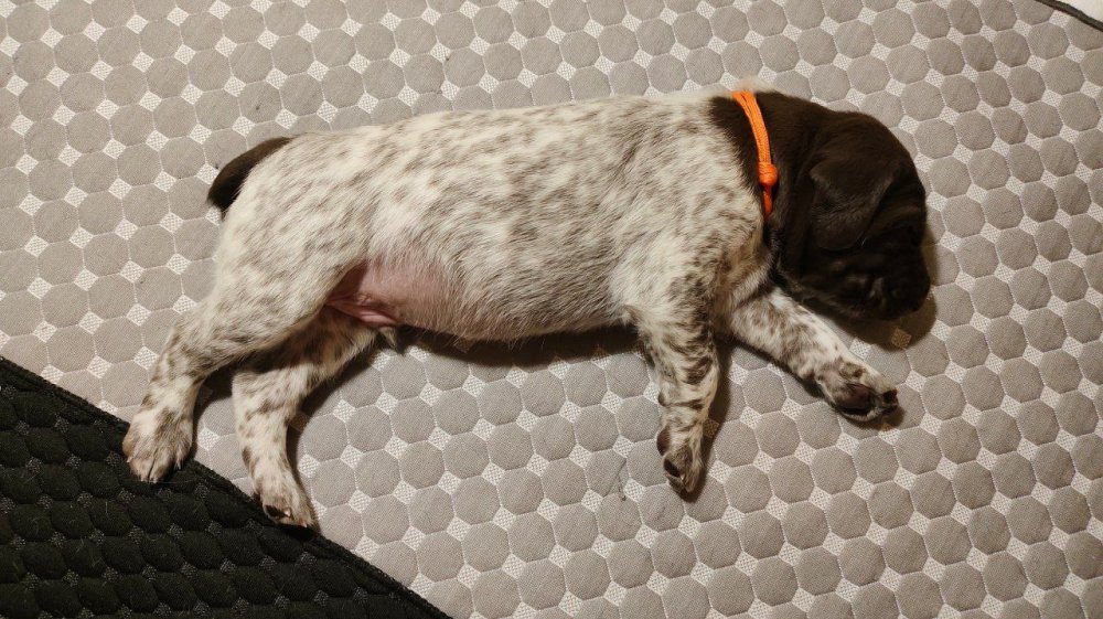 Кобель Оранжевая лента 6.jpg