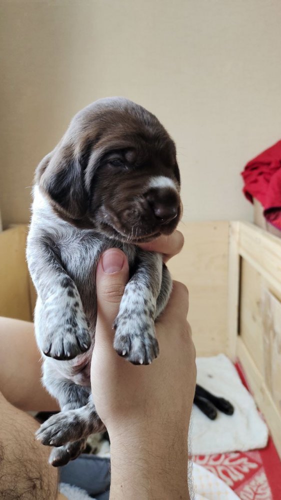 Кобель красная лента 3.jpg