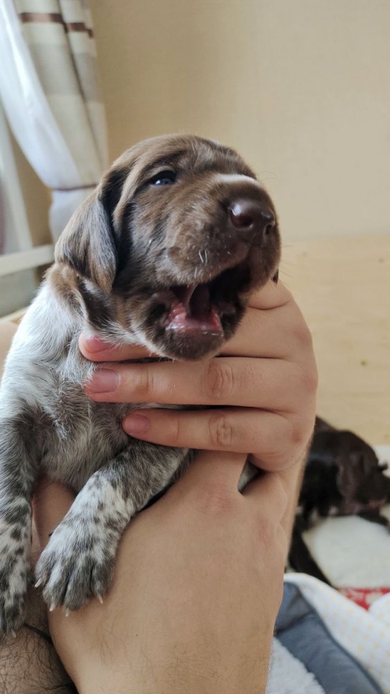 Кобель красная лента 4.jpg