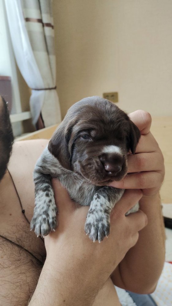 Кобель красная лента 5.jpg