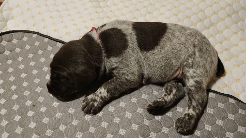 Кобель красная лента 1.jpg