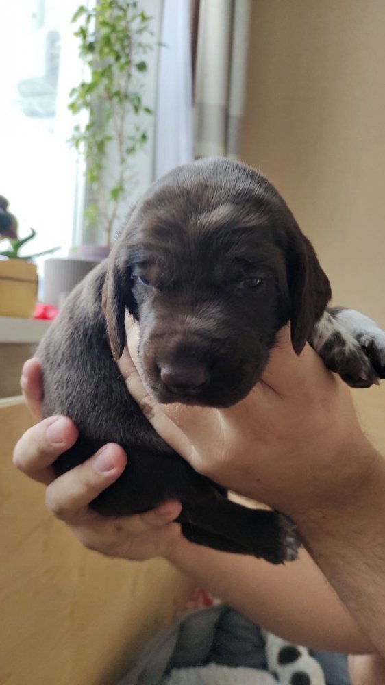 сука кофейная 7.jpg