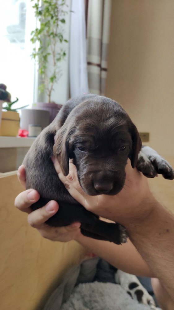 сука кофейная 6.jpg