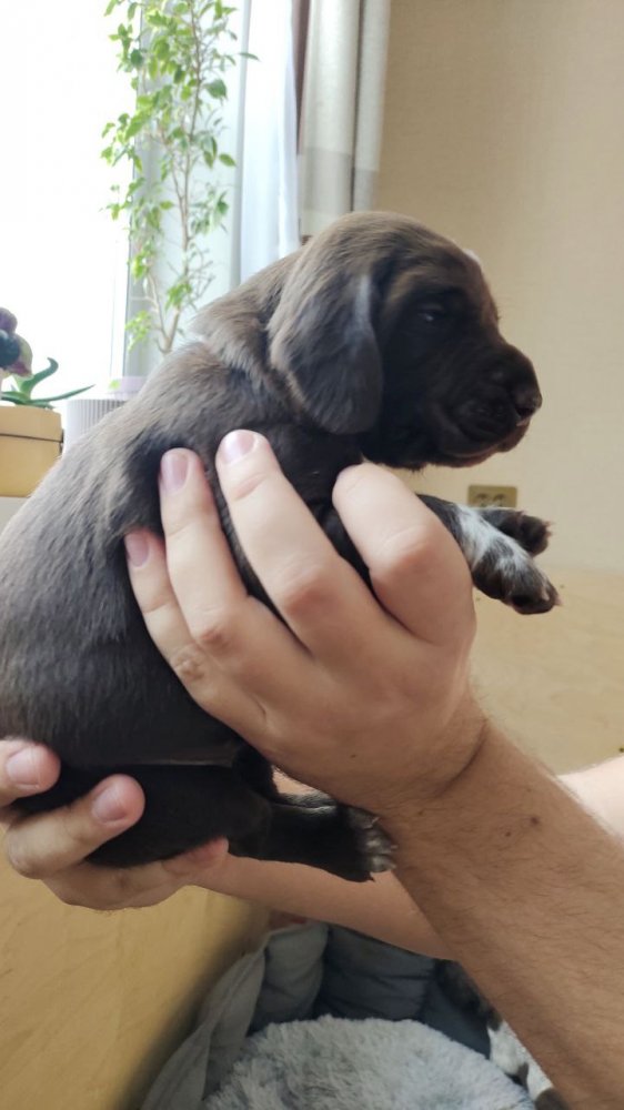 сука кофейная 4.jpg