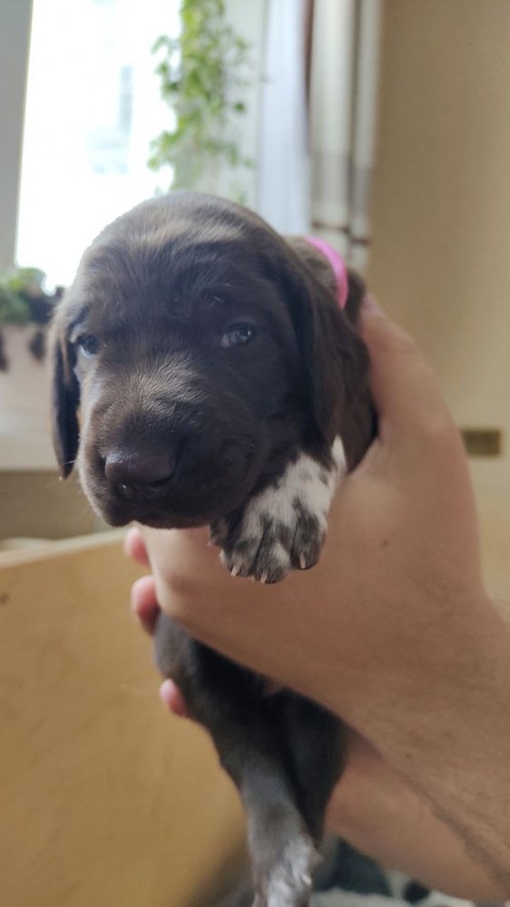 сука кофейная 1.jpg