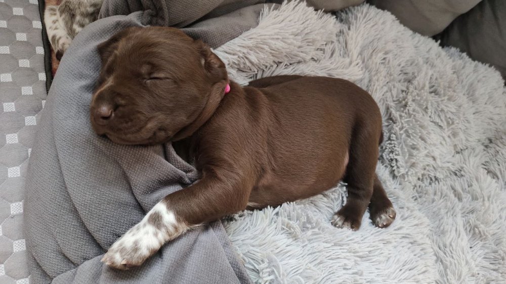 сука кофейная 2.jpg