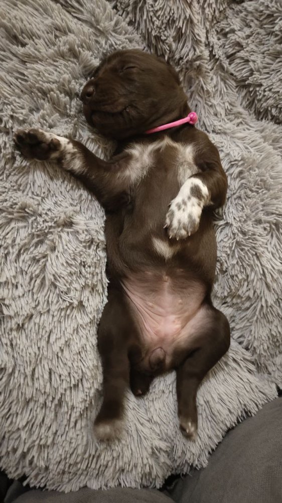 сука кофейная 3.jpg