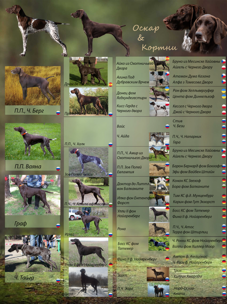 Родословная Оскар Кортни.png