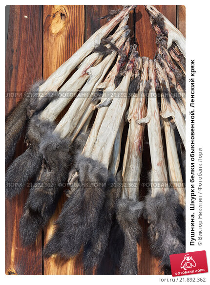 pushnina-shkurki-belki-obyknovennoi-lenskii-kryazh-0021892362-preview.jpg