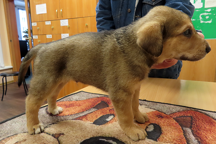 Вожак IMG_5626.JPG