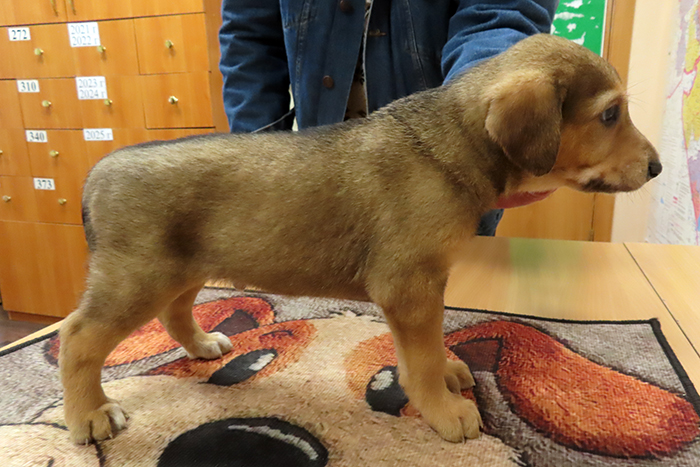 Ворон IMG_5634.JPG