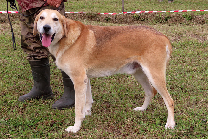 Гай вараксин_3321.JPG