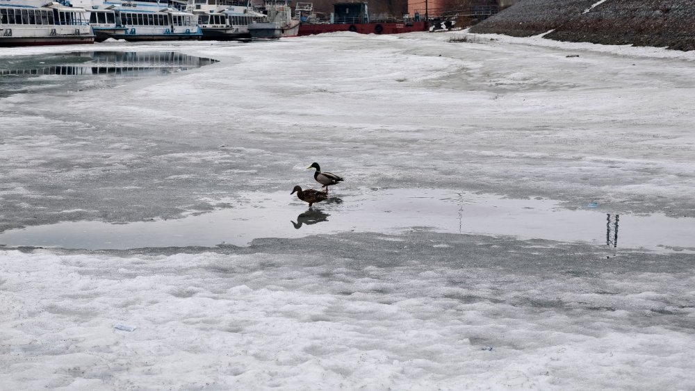 6 апреля, Обь.jpg