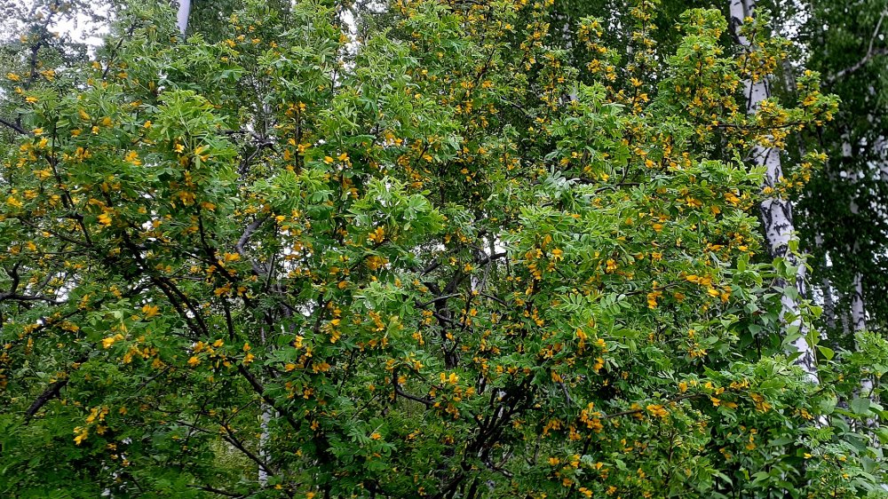 IMG_20260528_194928_(1920_x_1080_пиксель).jpg