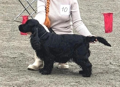 Эленс Клондайк Фиолент-9fac39574121.jpeg