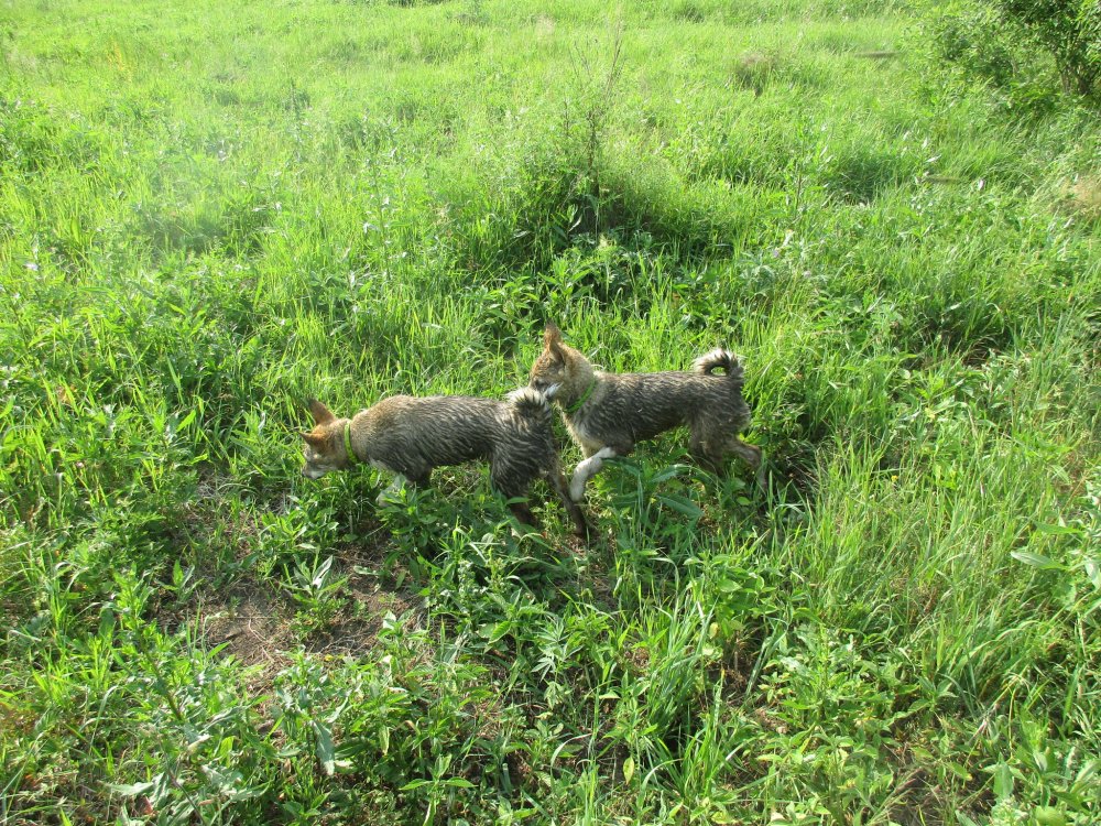 IMG_9517.JPG
