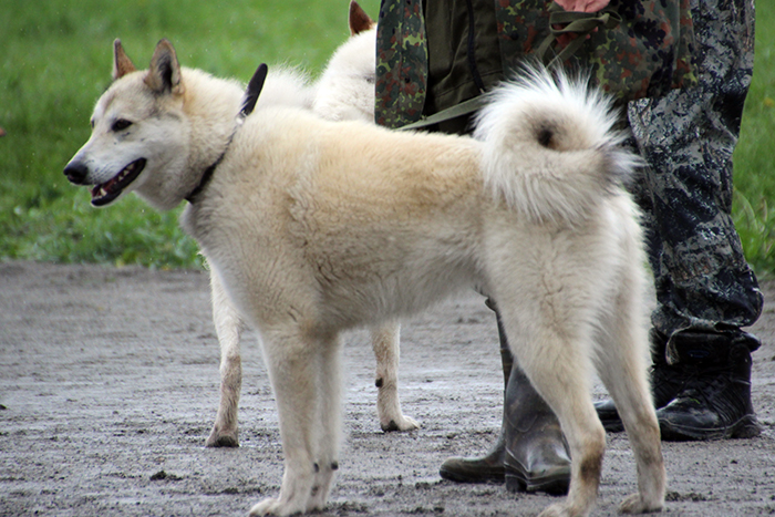 yurach IMG_9345[1] — копия.JPG