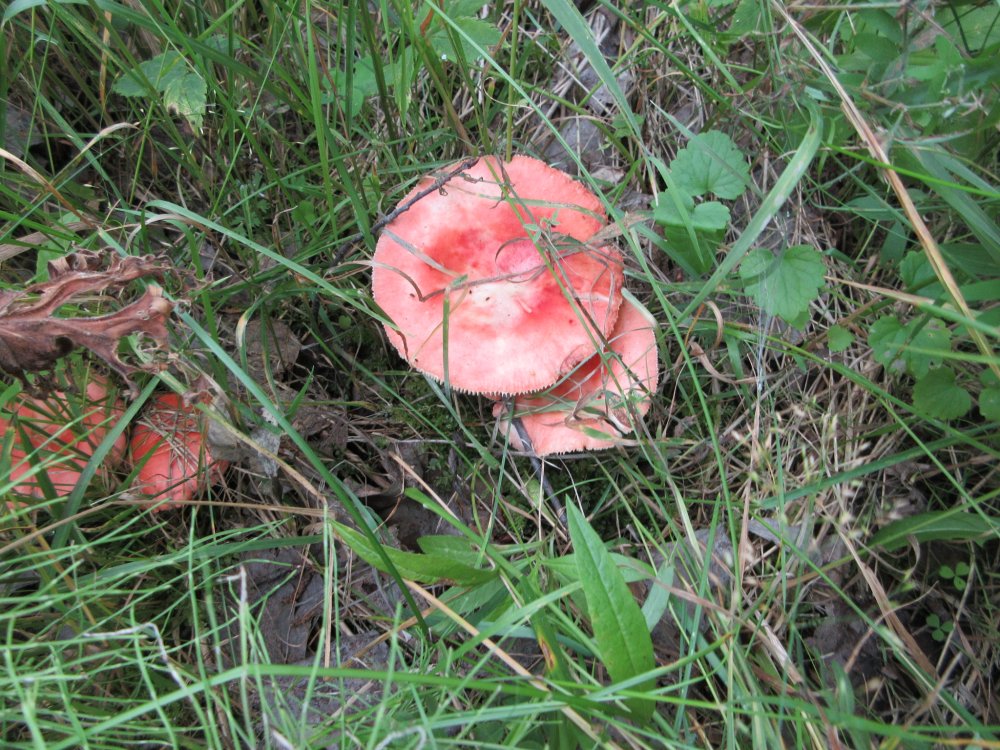 IMG_9568.JPG