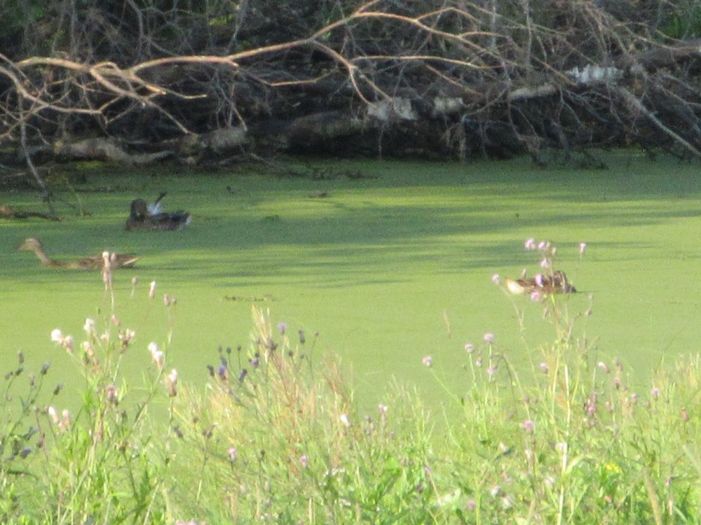 IMG_9574.JPG