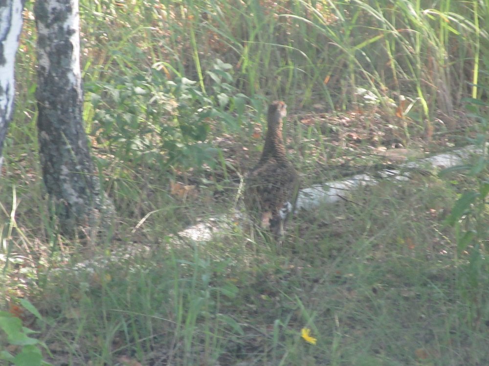IMG_9578.JPG