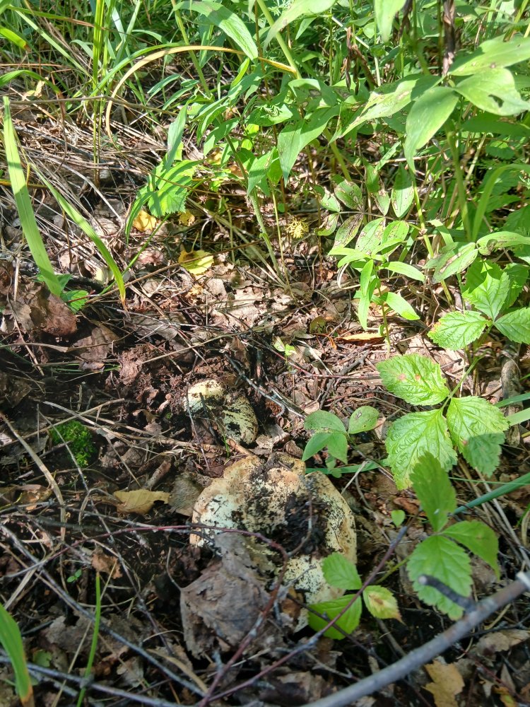 20260806_104427.jpg