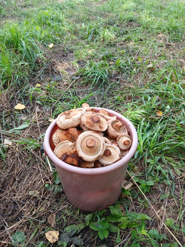 20260806_115350.jpg