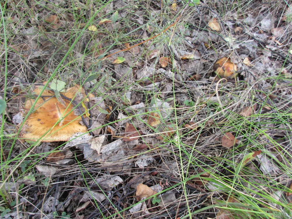 IMG_9645.JPG