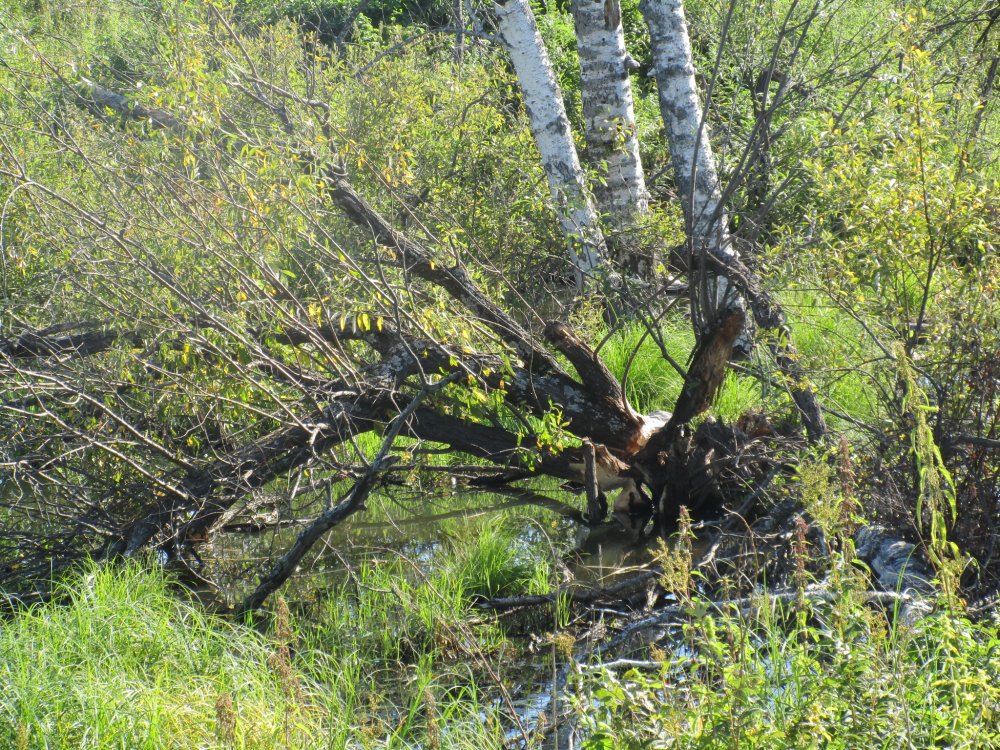 IMG_9694.JPG