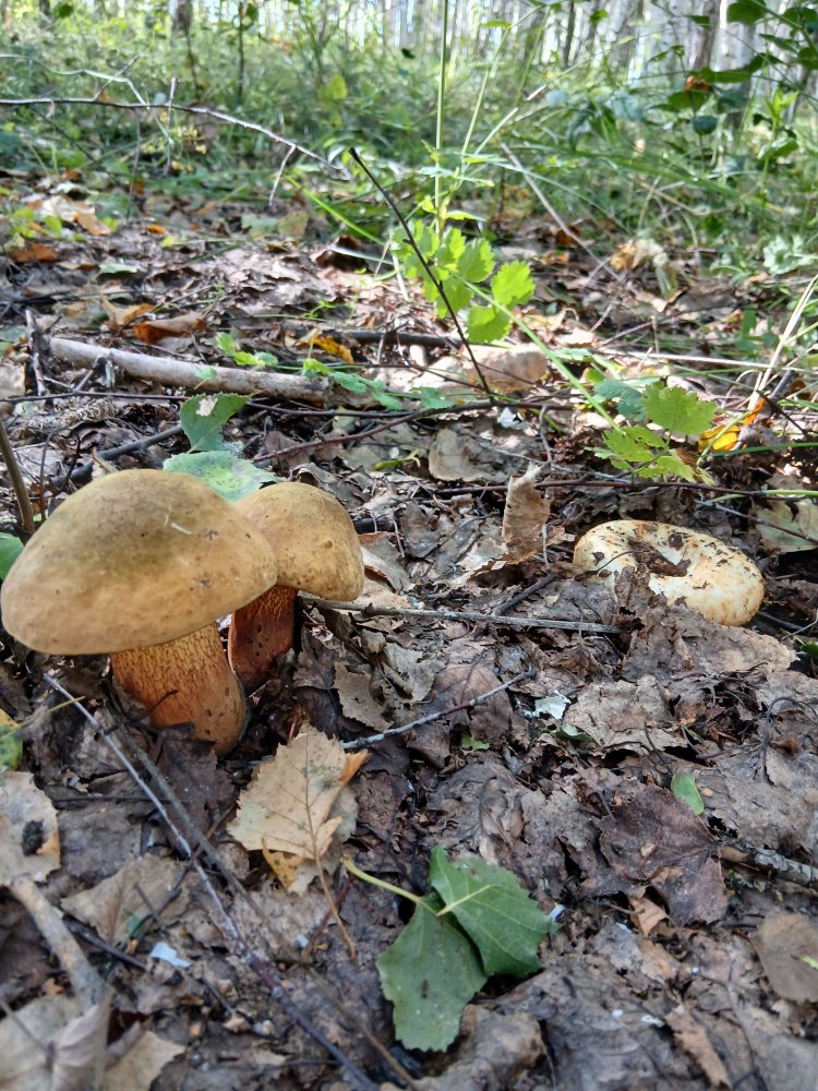 20260811_093930.jpg