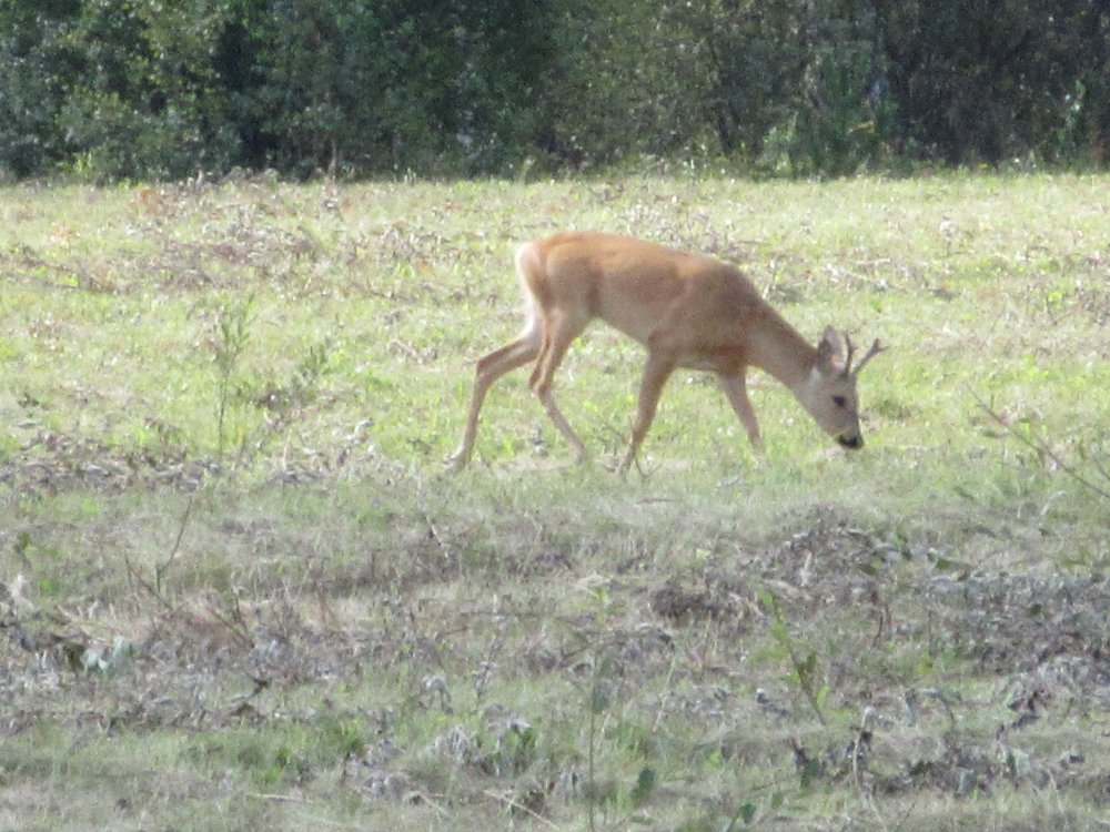 IMG_9744.JPG