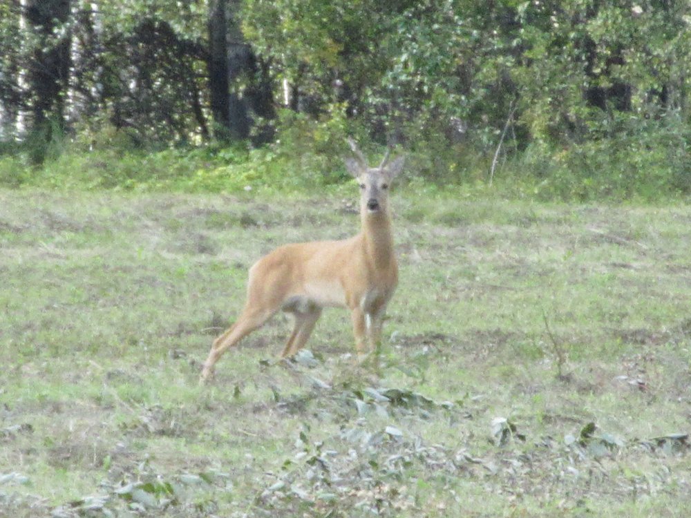 IMG_9747.JPG
