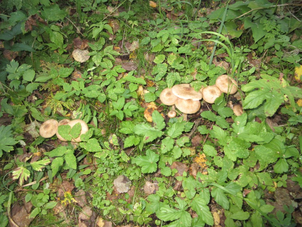 IMG_9775.JPG