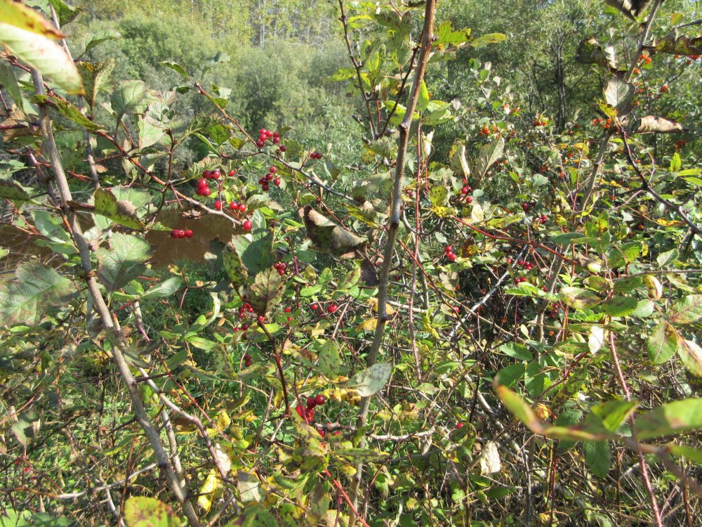 IMG_9892.JPG