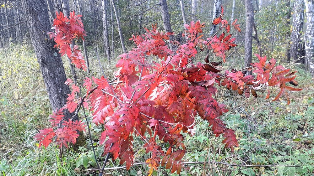 IMG_20260906_120249_(1920_x_1080_пиксель).jpg