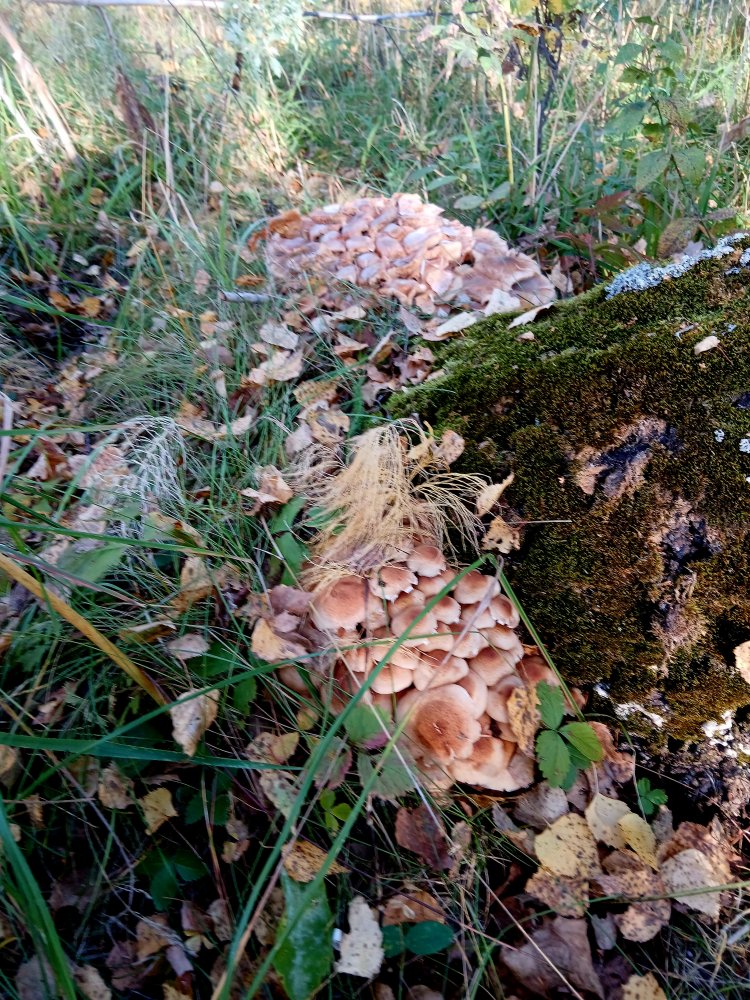 20260911_090237.jpg