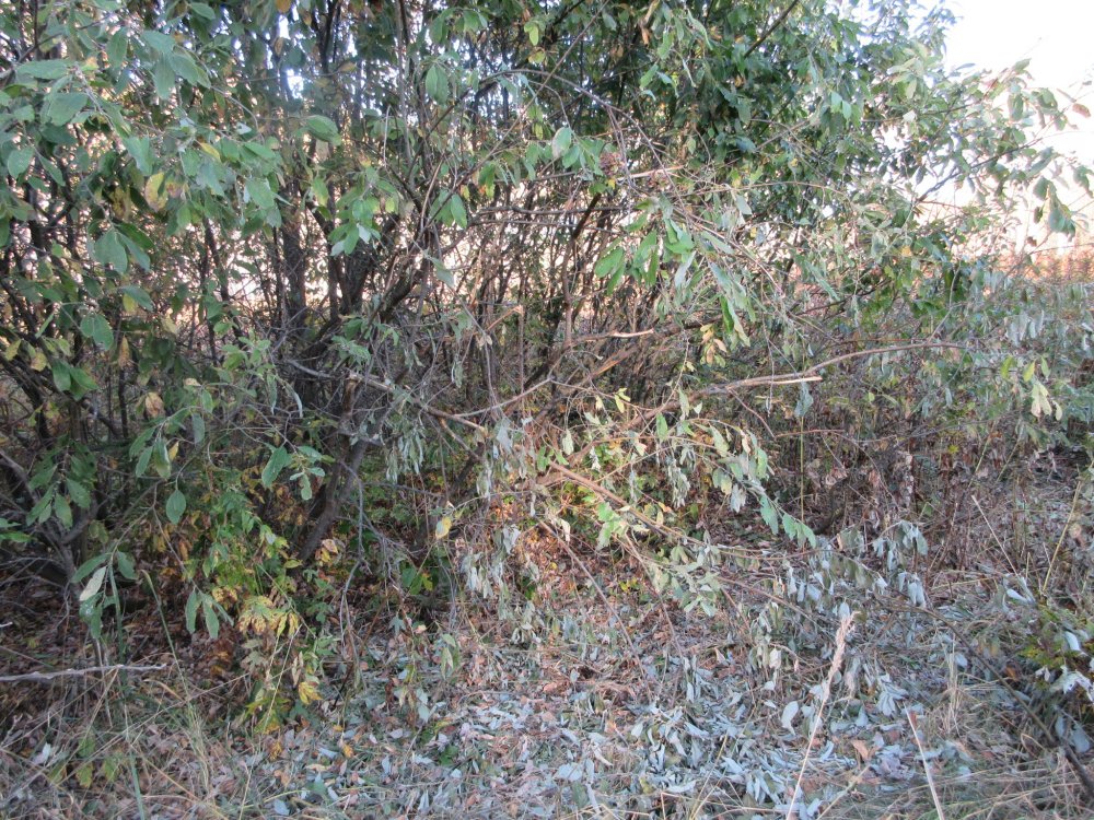 IMG_9946.JPG