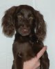red_irish_setter.jpg