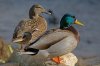 220px-Ducks_in_plymouth,_massachusetts.jpg