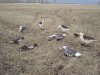 DSC02292 гуси2010_1.jpg