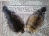 DSC01217.JPG