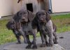 Щенки 03.05.13 039.jpg