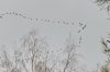 DSC_7385.JPG